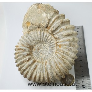 Ammonite versteinert 